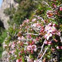 Prunus prostrata
